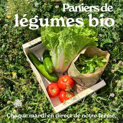 Fresh organic vegetables including lettuce, cucumbers, tomatoes, and greens displayed in a wooden crate outdoors.