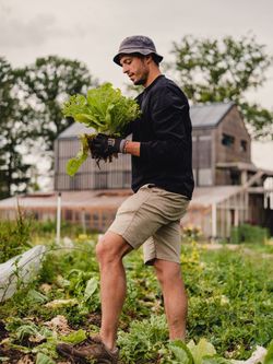 Homme récoltant de la laitue dans un potager bio, en arrière-plan une structure en bois typique d'une ferme urbaine.