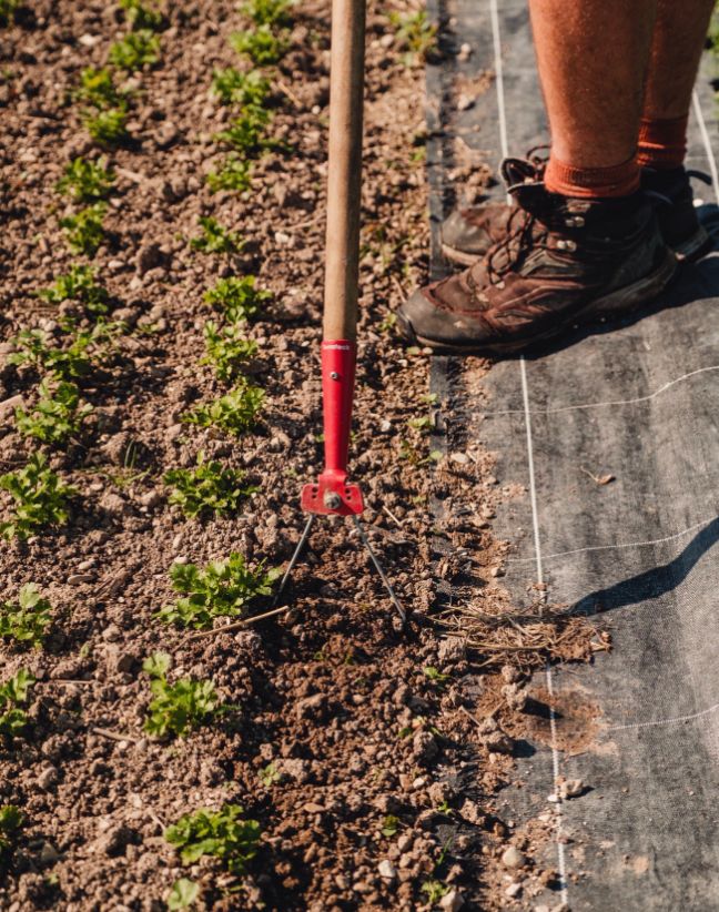 A person wearing boots uses a red gardening tool to tend to rows of small green plants in soil beside a black ground cover.