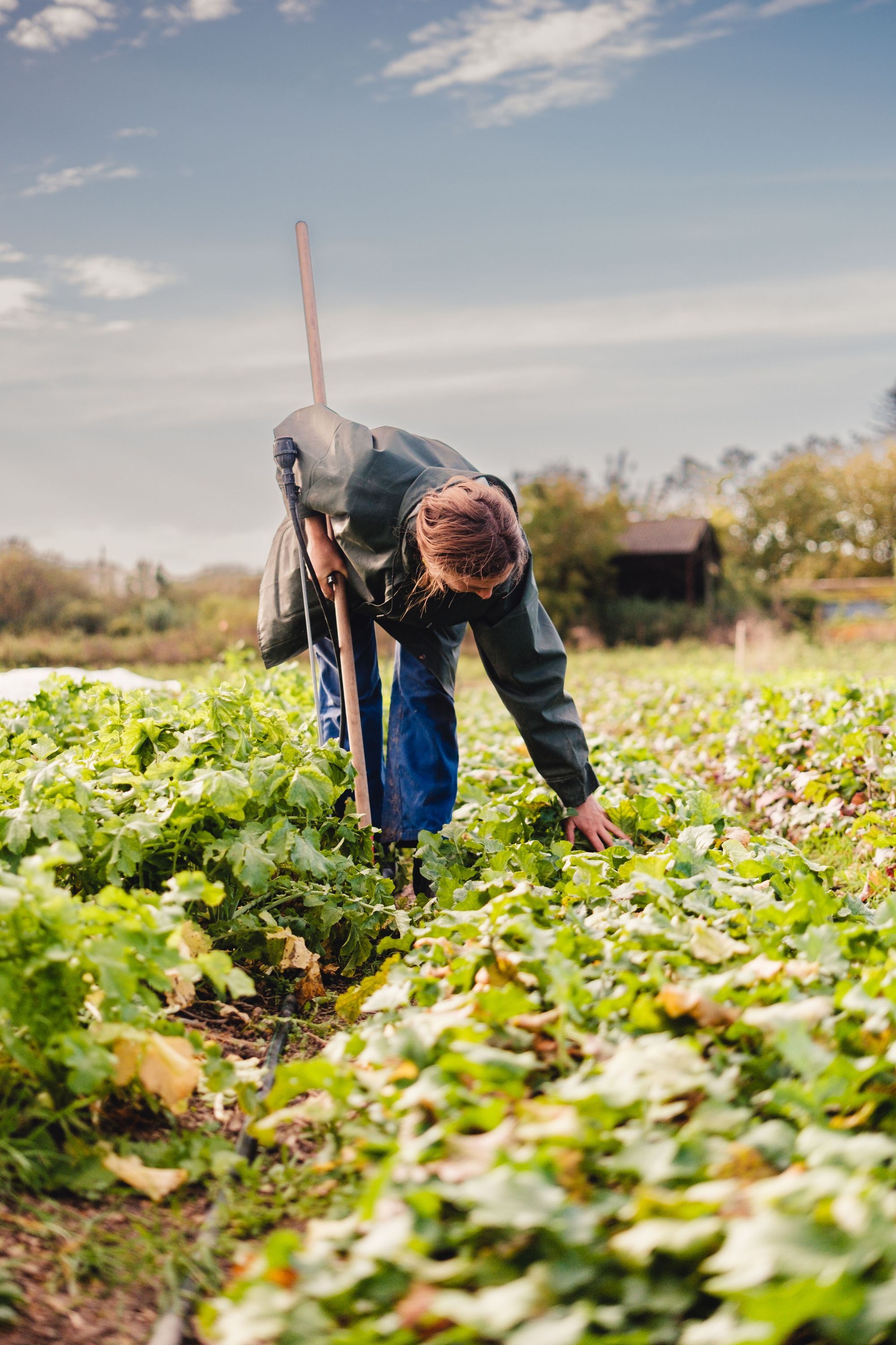 Un agriculteur récolte des légumes dans un champ sous un ciel partiellement nuageux.
