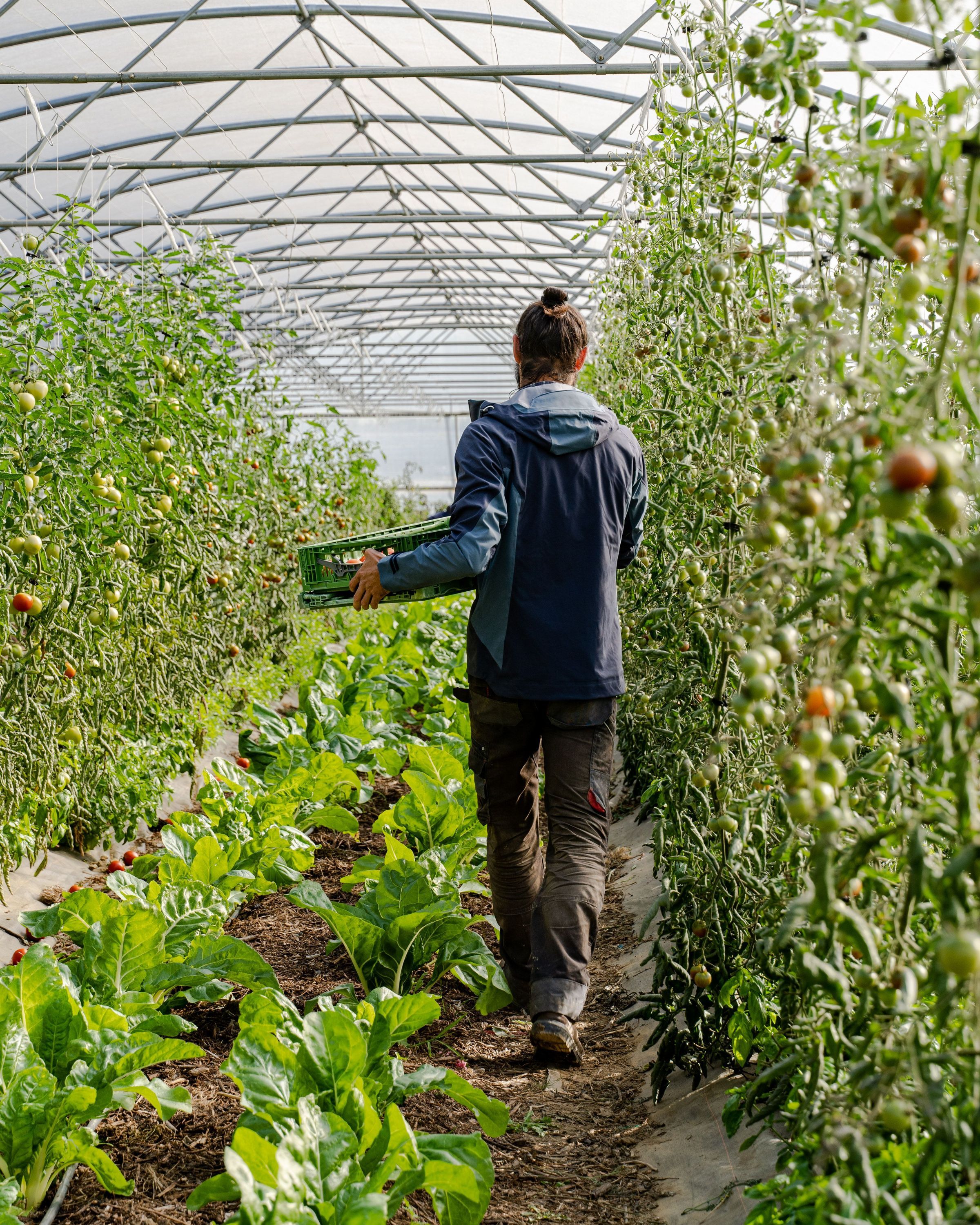 Personne entre les rangées de plantes cultivées dans une serre, portant un panier et observant les plantes